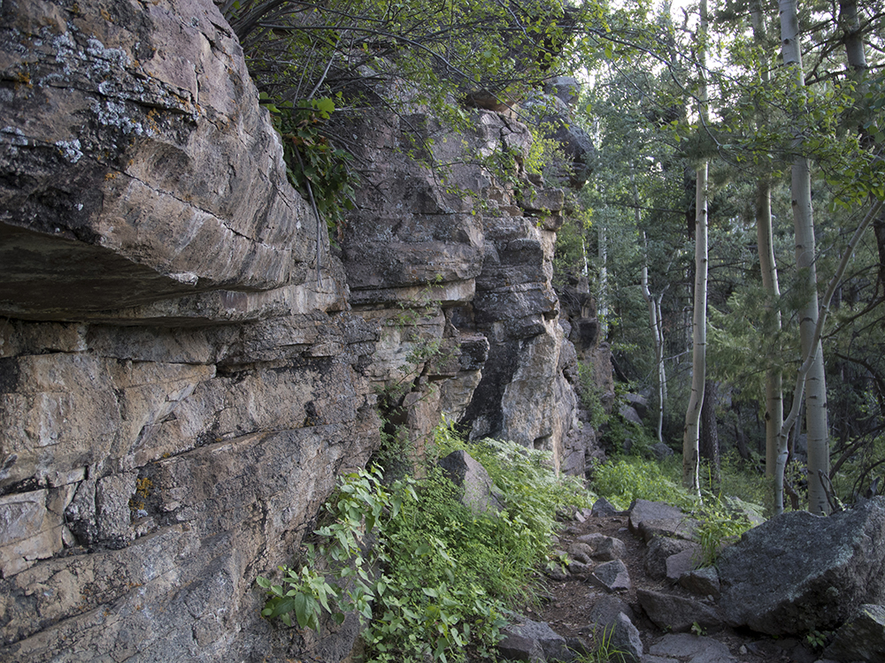 The Kachina Trail skirts next to a grey rock wall, lined with ferns.