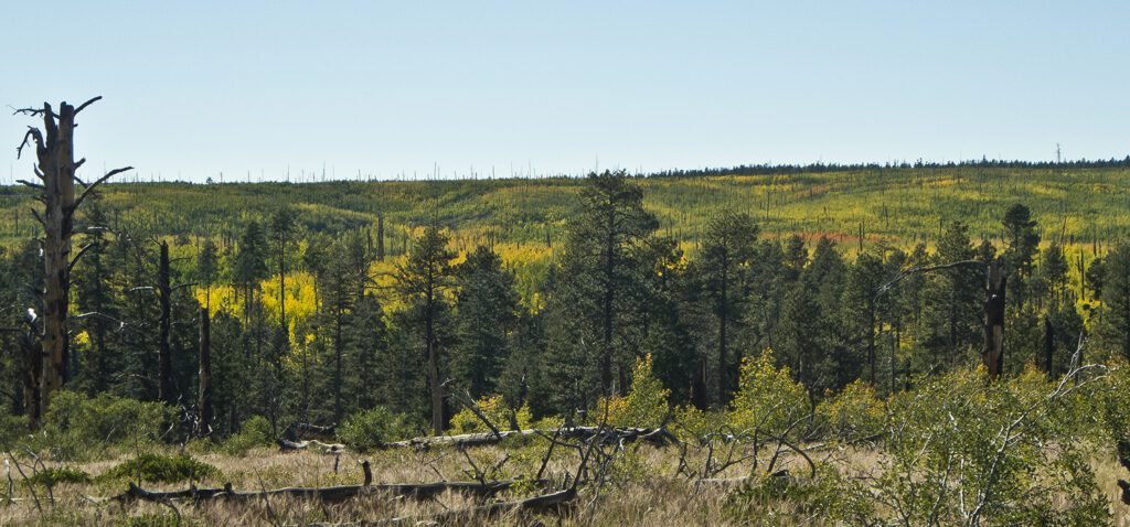 Yellow aspens and green pine trees on the flat north rim forest