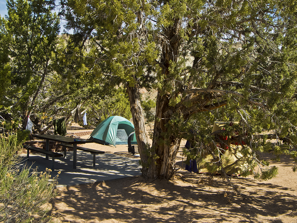 A green tent in pinyon and juniper trees