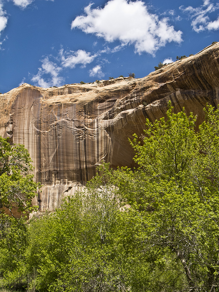 Bright green cottonwood leaves set against creme sandstone walls painted with desert varnish in the Lower Calf Creek canyon