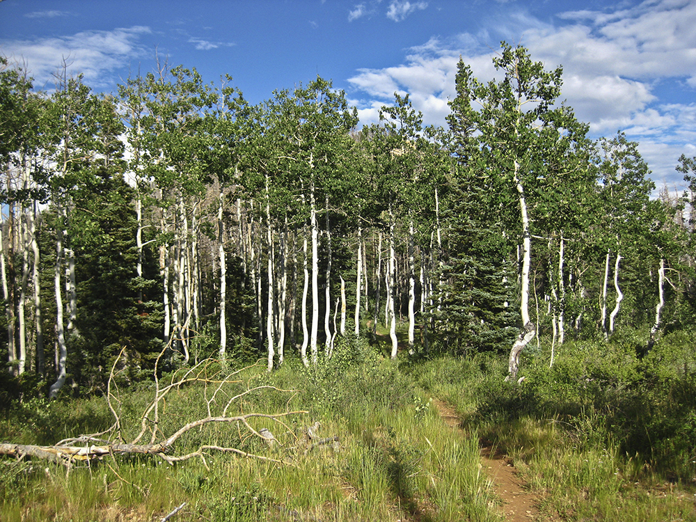 Aspen trees on both sides of a trail