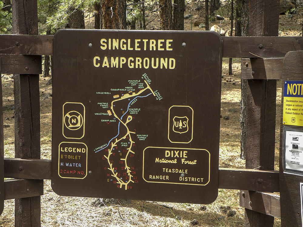 Brown forest service sign that says "Single Tree Campground"