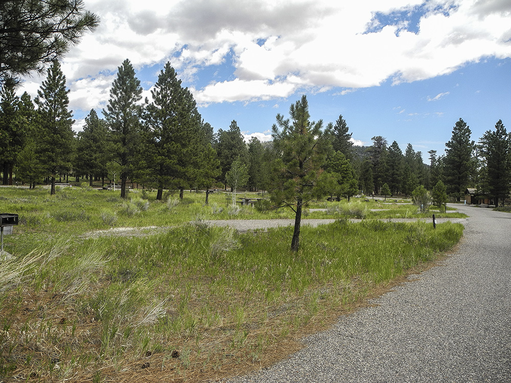 A grassy field with pine trees