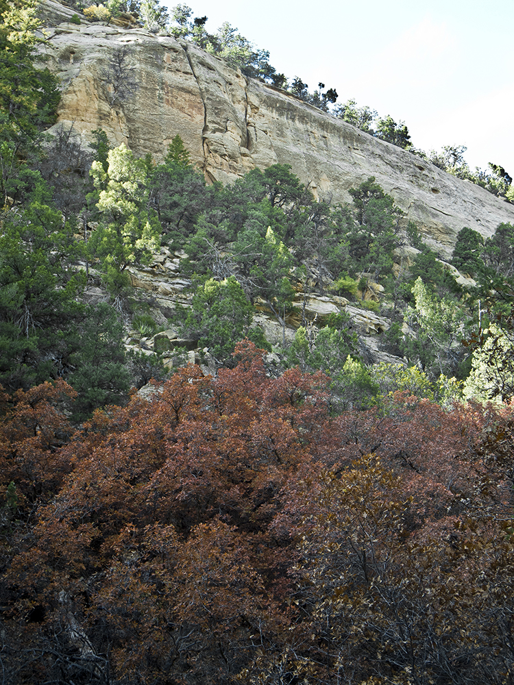 White cliff walls, with a band of green trees below