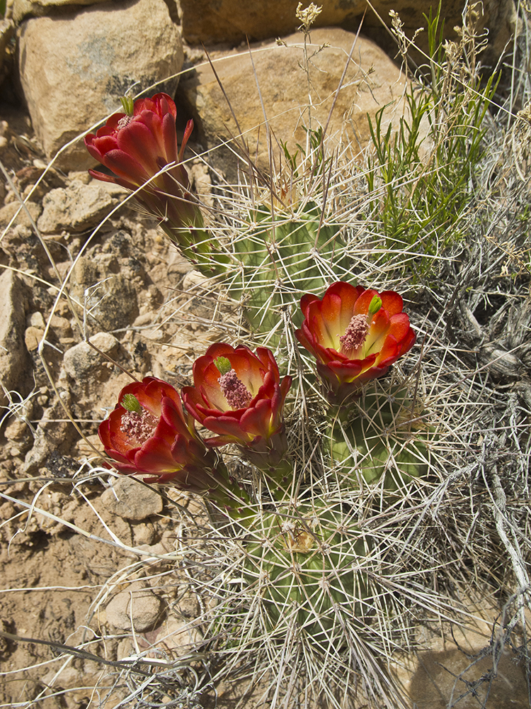 Red flowers bloom on a cactus along the Tanner Trail