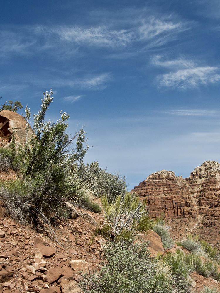 A view of bushes along the red cliffs on the Tanner Trail