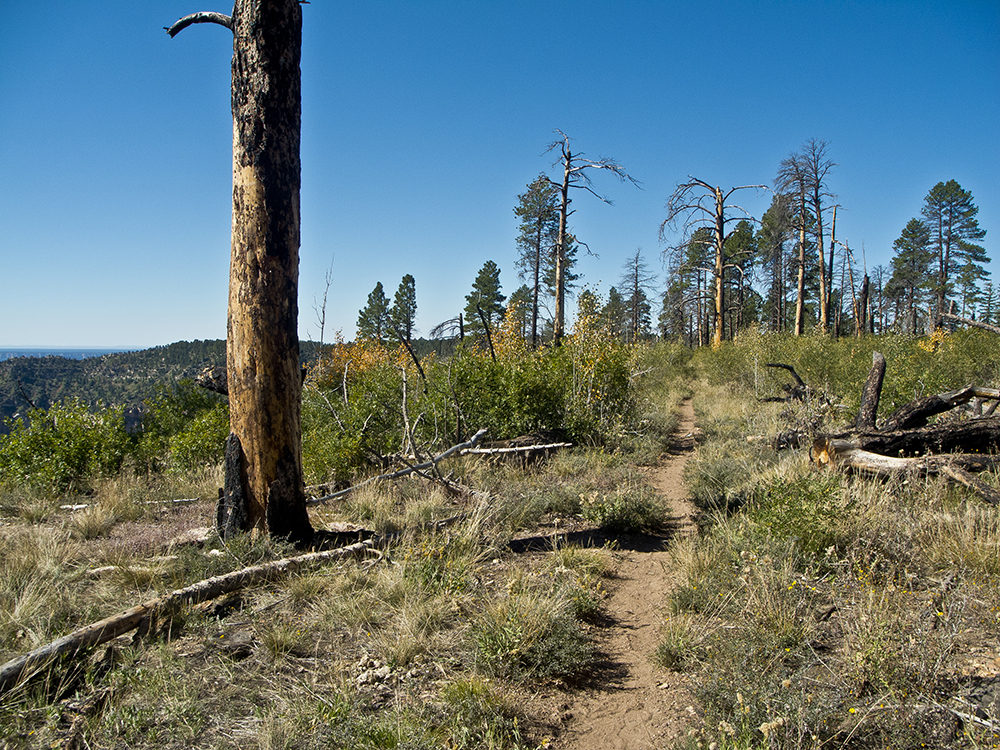 One large burned trunk, with a few smaller trees growing back in the burn scar