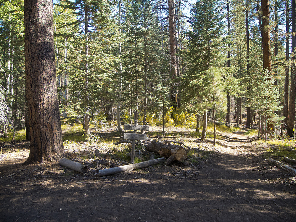 A view of healthy forest on the Uncle Jim Trail (non-burned) with fir, spruce, and pine trees.