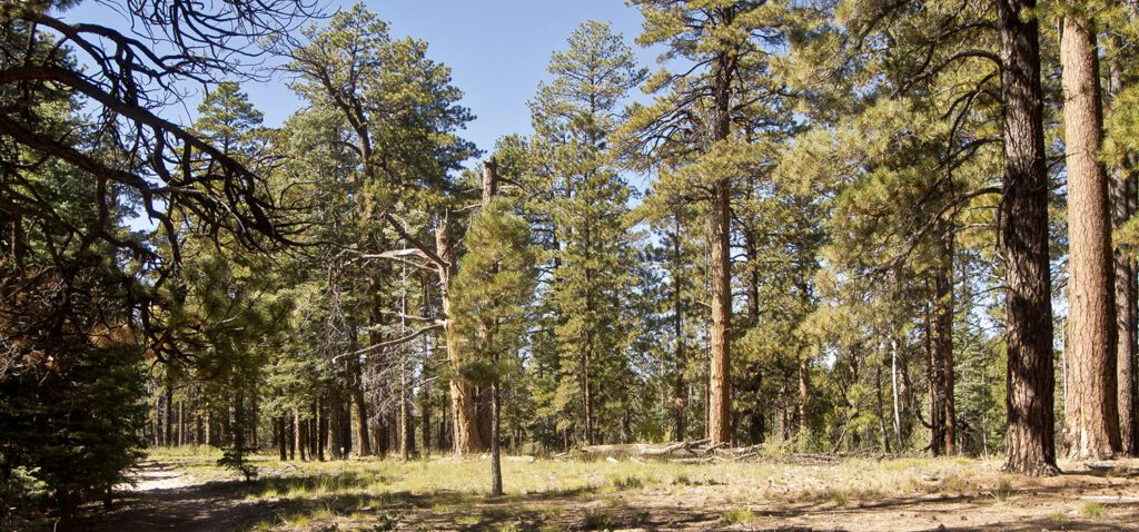 North rim forests along the Widforss Trail