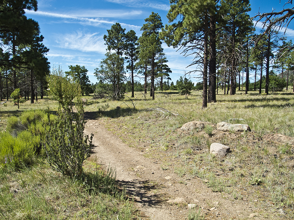 Two-track dirt road through flat ponderosa forest