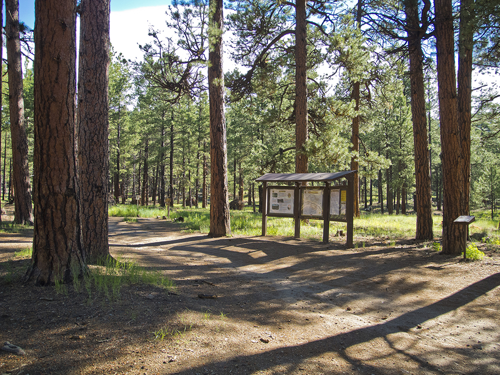 A brown trail kiosk at the trailhead surrounded by pine trees