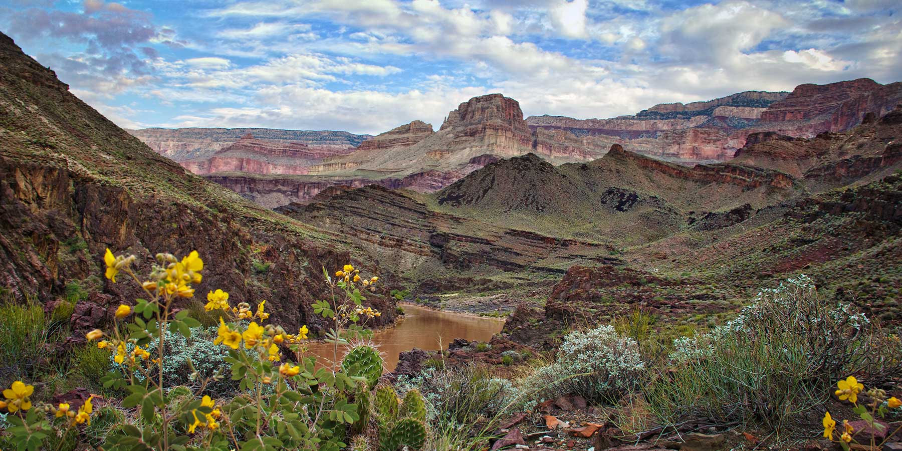 A view of the Colorado River from the Grand Canyon, with yellow flowering cacti in the foreground.