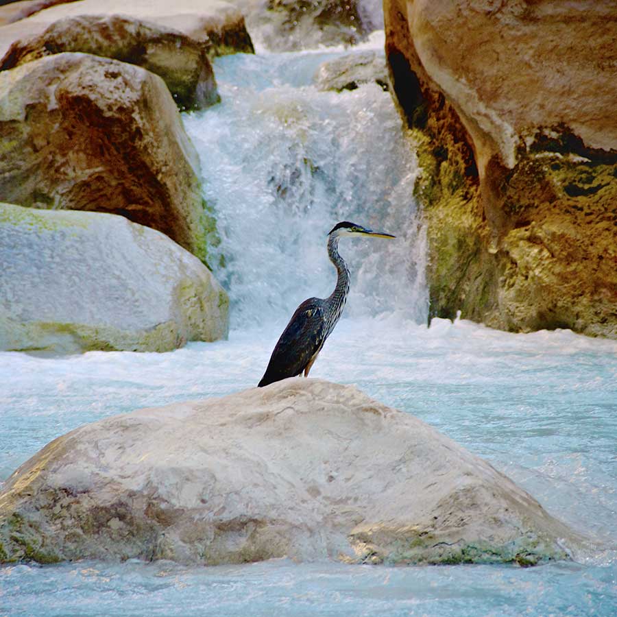 A blue heron stands in the turquoise waters of the Little Colorado River.