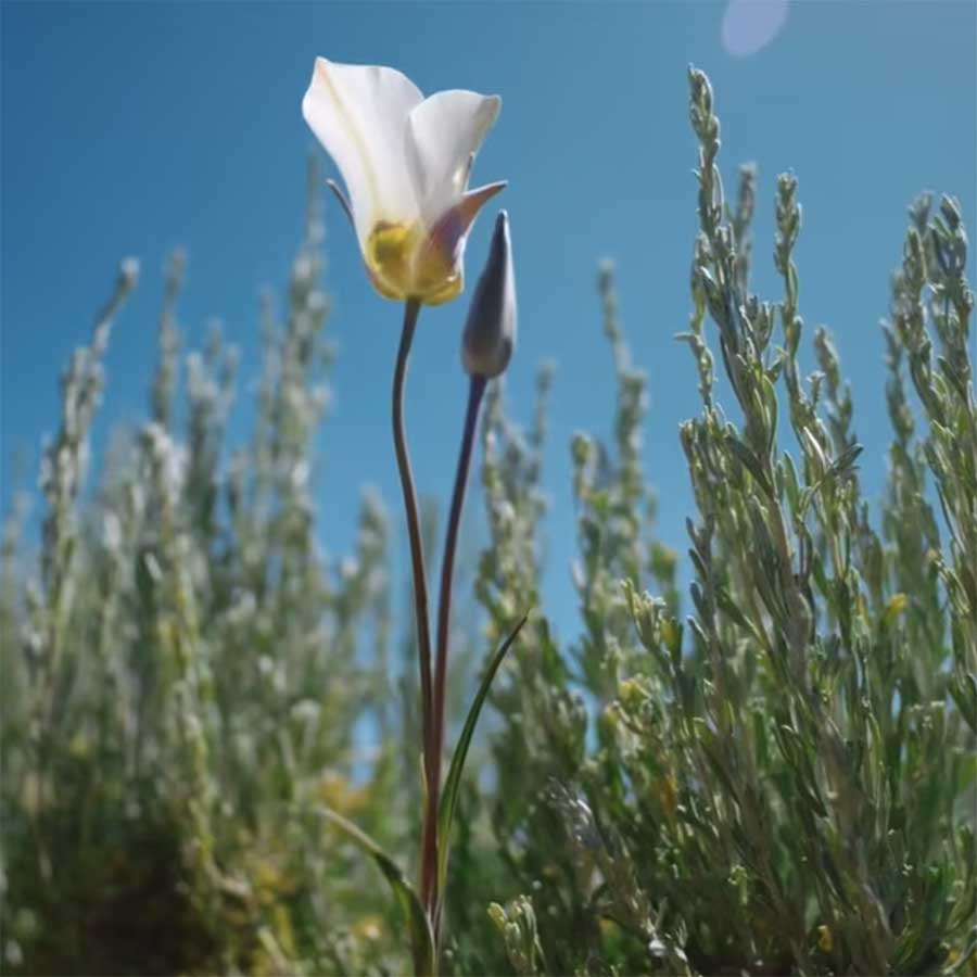 White flower against blue sky