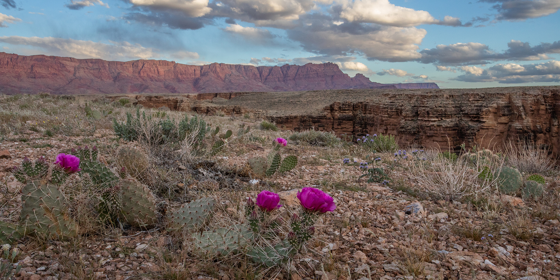 Blooming pink cactus with pink cliffs in the background in the east section of Baaj Nwaavjo I'tah Kukveni national monument