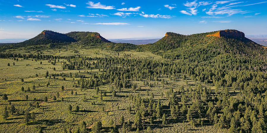 Forested meadow leading up to red rock buttes capped with pine trees, Bears Ears National Monument