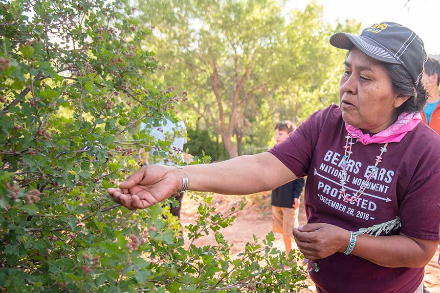 A woman picks berries