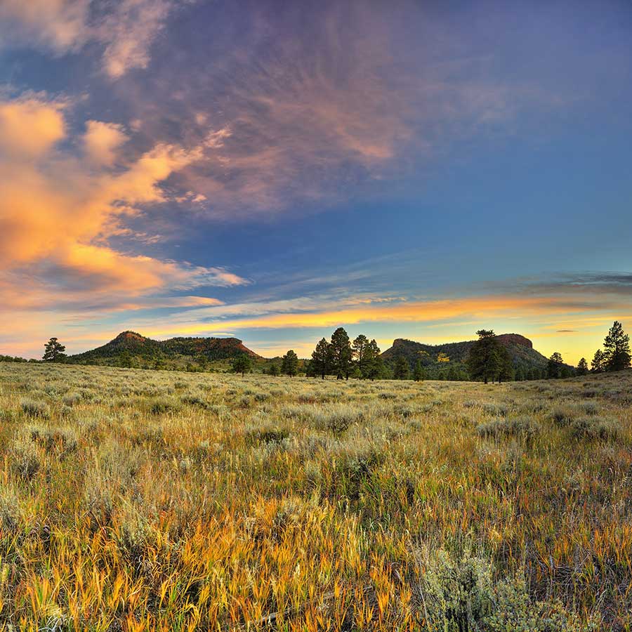 The Bears Ears Buttes at sunset, with green grass the the foreground, Bears Ears National Monument