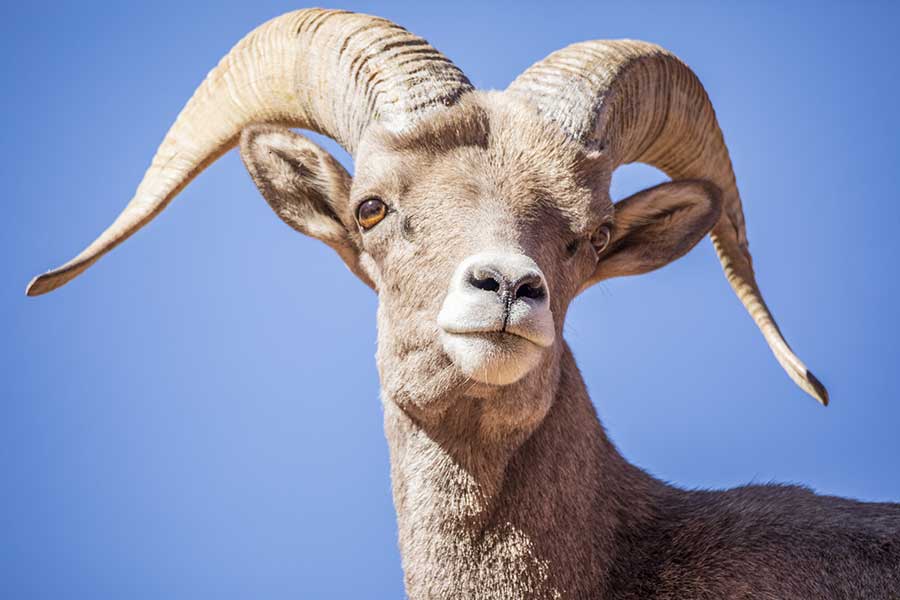 Majestic bighorn ram against a blue sky