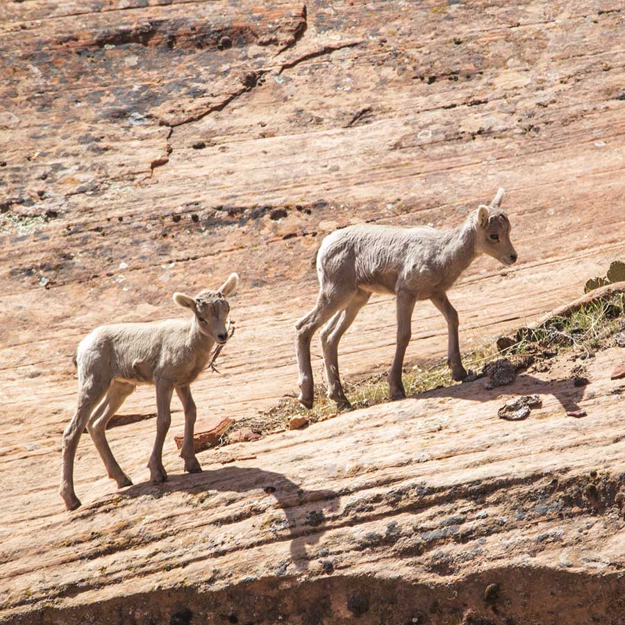 Two baby bighorn sheep walk across orange slickrock.