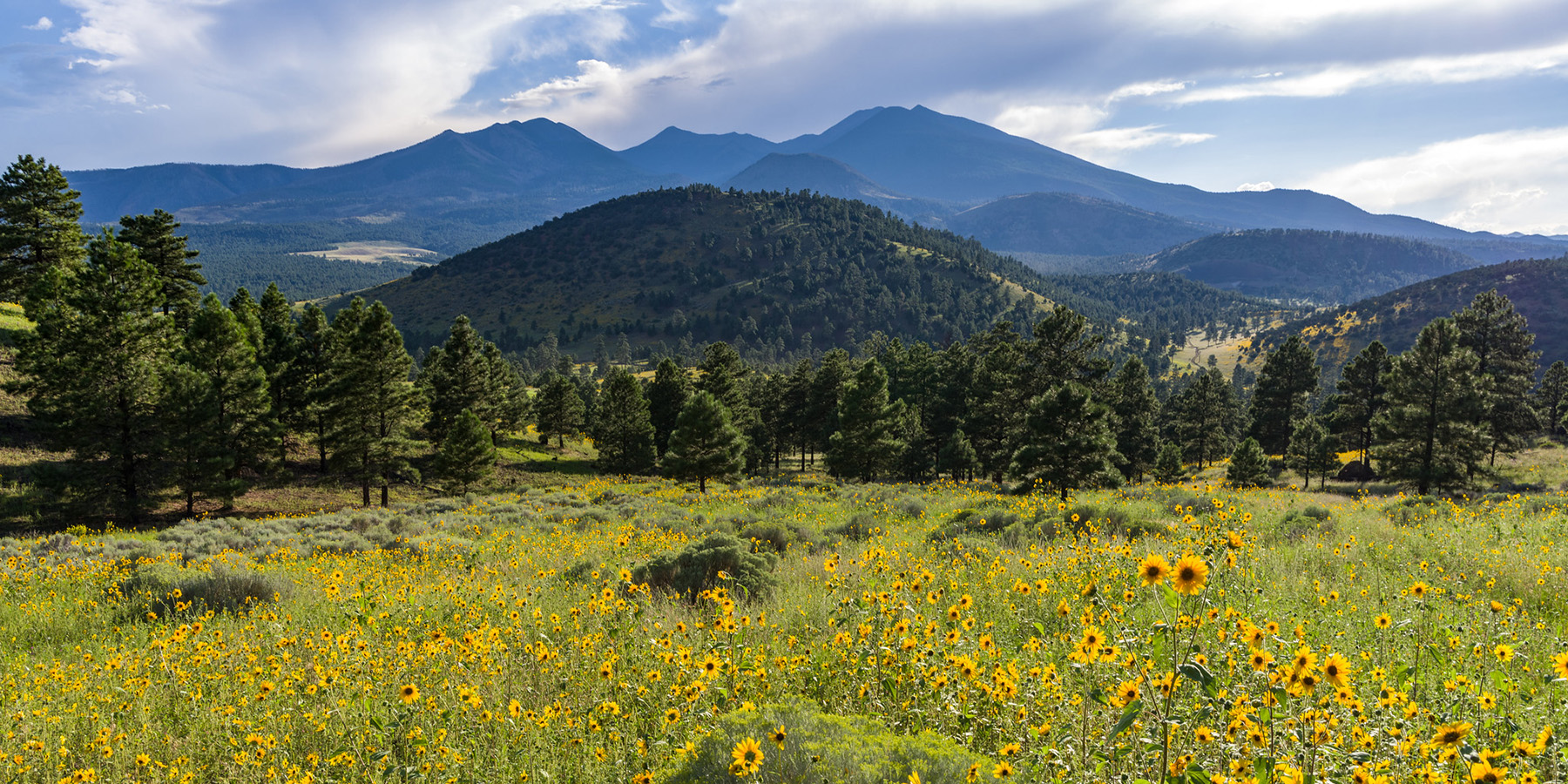 Yellow flowers, ponderosa pine trees, hills, and the San Francisco peaks