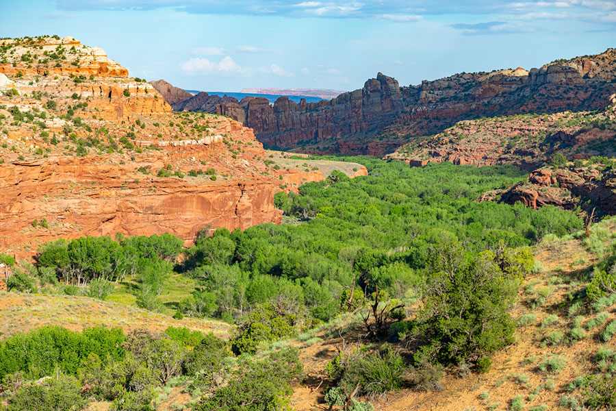 Bright green trees and shrubs along the base of a canyon with red cliffs on the sides in Grand Staircase-Escalante National Monument