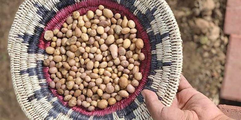 Tiny potatoes the size of kidney beans in a round basked with red and black designs. Alastair Lee Bitsóí, Diné, holds a harvest of Four Corners Potatoes in a Diné Basket at his farm in the Navajo Nation.