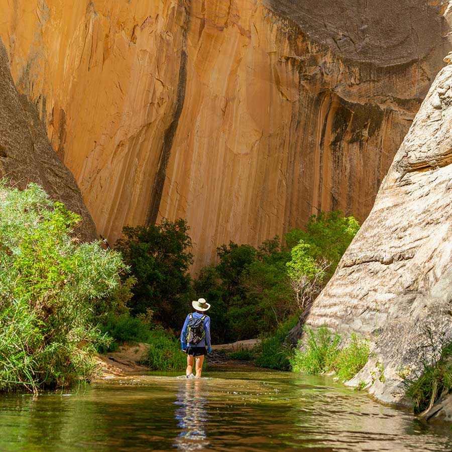 Man in shorts and sun hat walks upstream in the shiny flat water of the Escalante River in Grand Staircase-Escalante National Monument