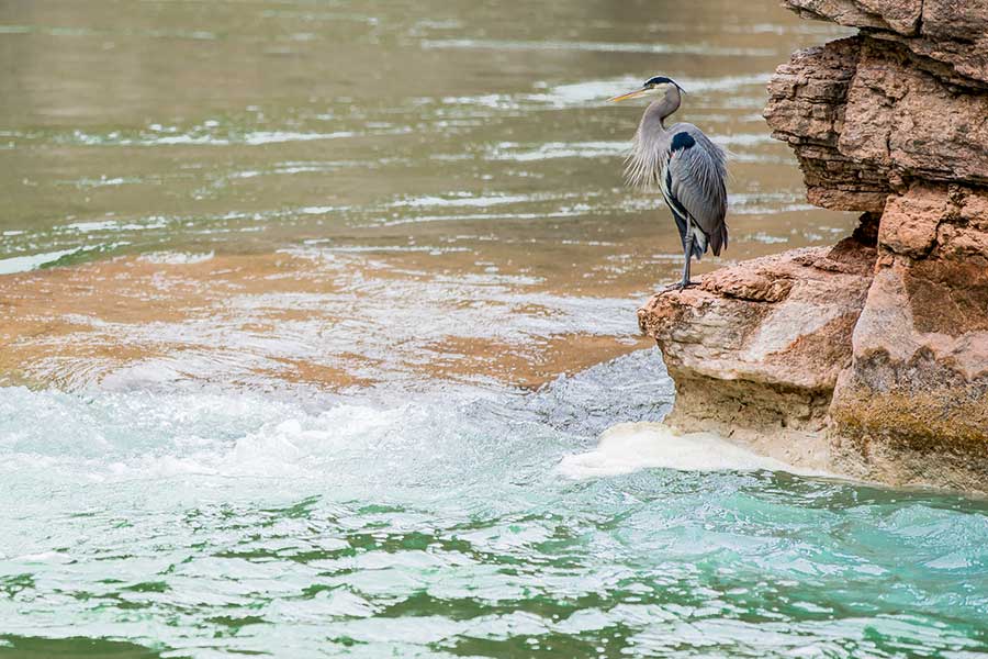 A blue heron sits on a rock at the edge of the Little Colorado River in the Grand Canyon, blue green water meets browner water