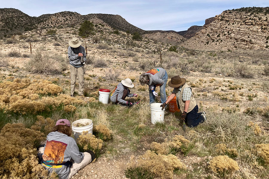 five volunteers with 5-gallon buckets pull weeds