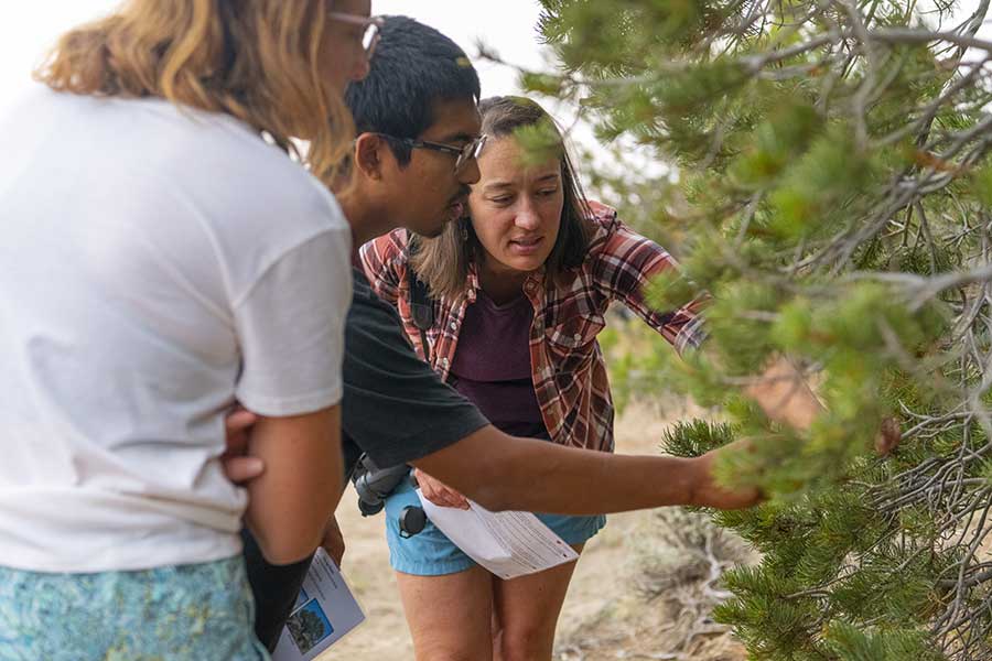 Two women and a man lean in to examine cones on a pinyon pine tree