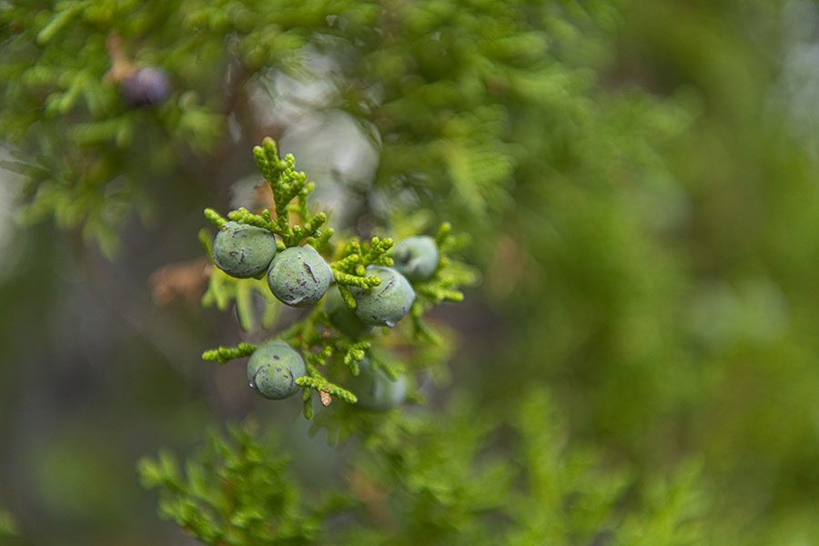 A closeup of a cluster of bluish-green juniper berries on a green juniper tree