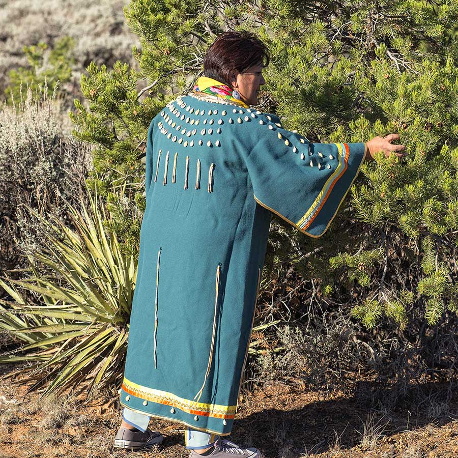 Regina Lopez-Whiteskunk in a long traditional green dress gathers pinyon nuts from a pine tree