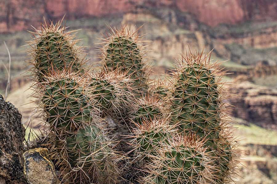 Cactus in the Grand Canyon