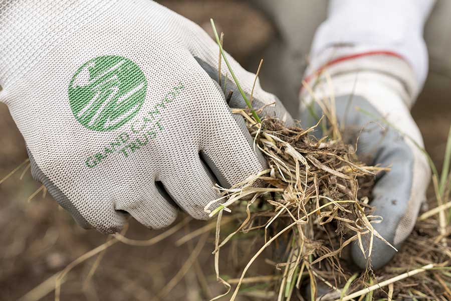 A closeup of Grand Canyon Trust work gloves on the hands of a volunteer who is weeding dry and dead looking plants