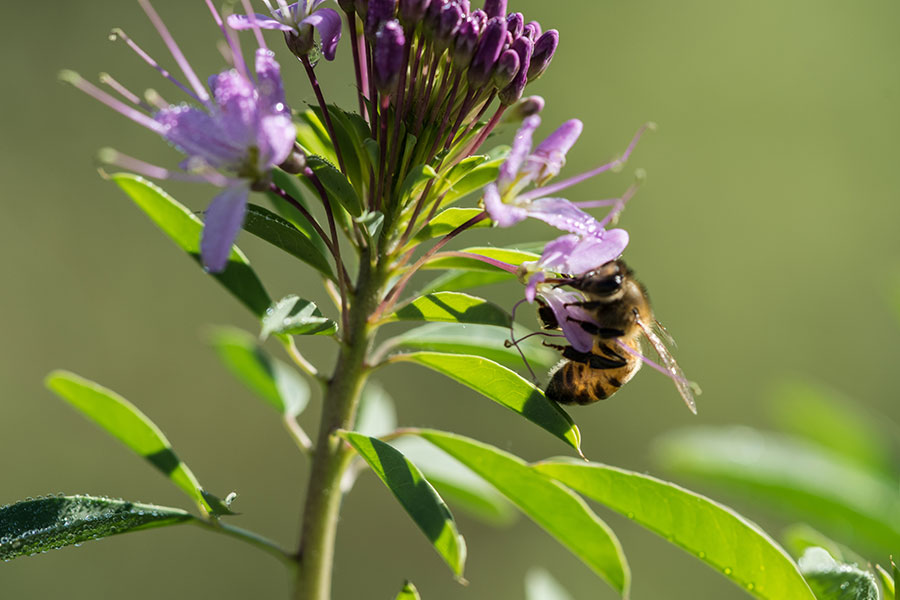 A black and yellow bee sipping nectar from a purple beeflower.