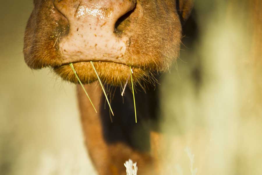 The muzzle of a cow with grassy plants hanging out of its mouth.