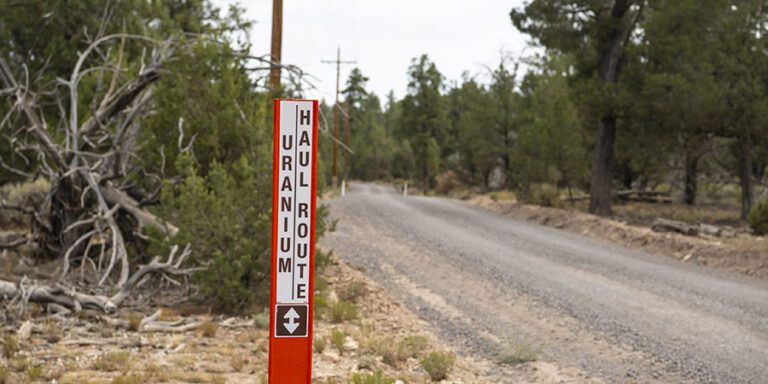 A red and white signpost reads "Uranium Haul Route" with an arrow, leading you through the serene forest near the iconic Grand Canyon, marked by a gravel road flanked by towering trees.